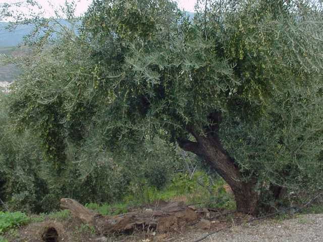 Olive tree-vineyard.jpg