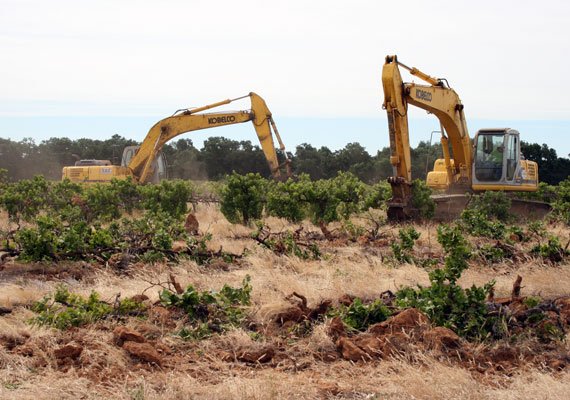 diesel-vineyard-destruction.jpg