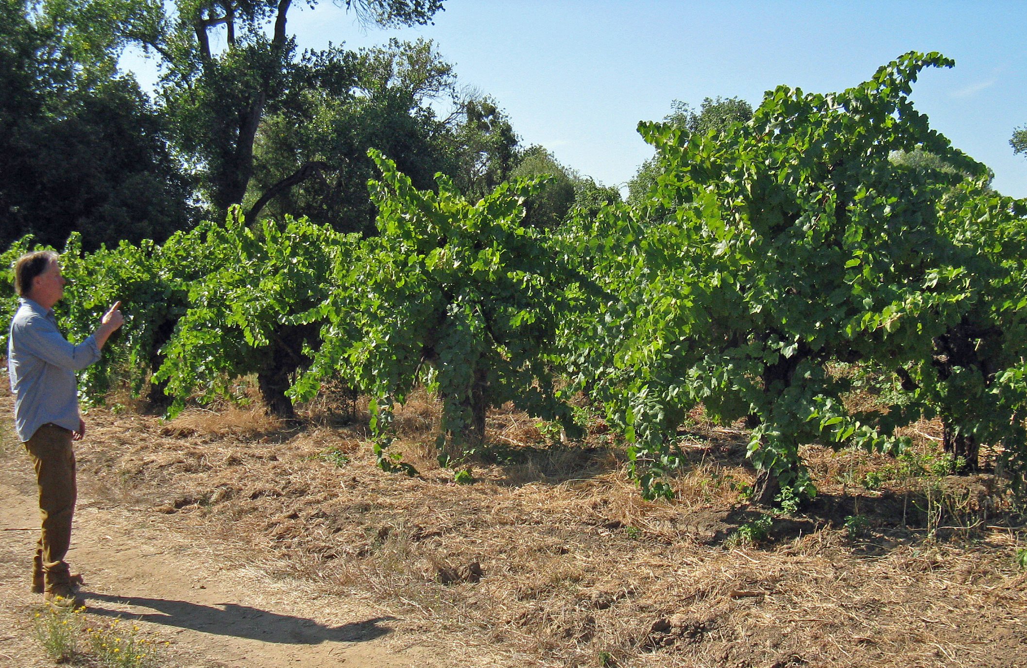 somers vineyard - big vines.jpg